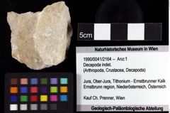 Foto (Objket + Etiketten) von Decapoda indet. 